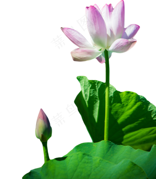 池塘景色荷叶荷花