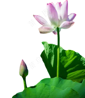 池塘景色荷叶荷花 池塘景色荷叶荷花