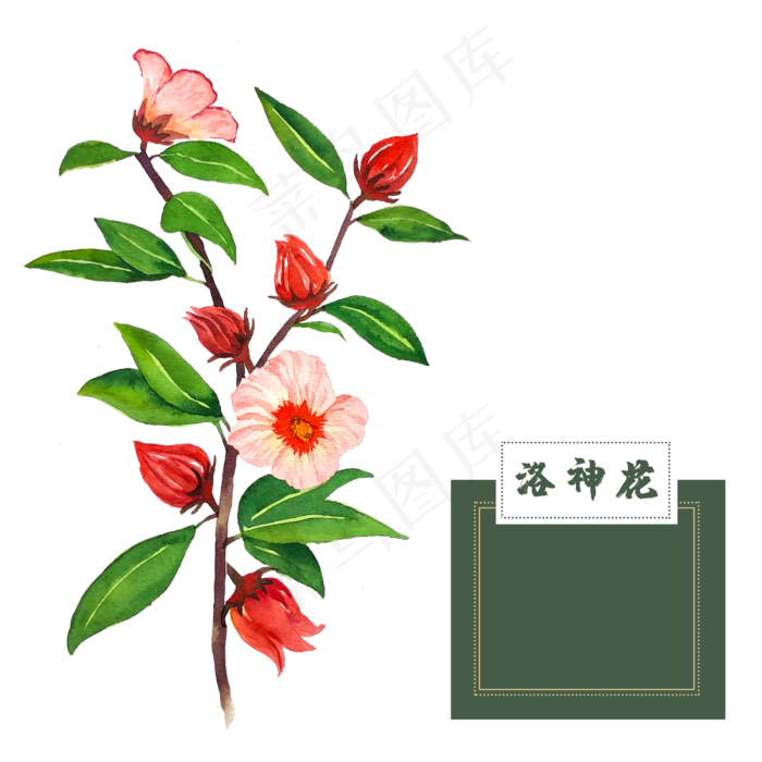花类中草药水彩洛神花(2500X2500(DPI:300))psd模版下载