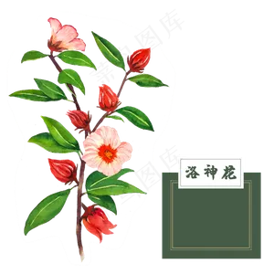 花类中草药水彩洛神花