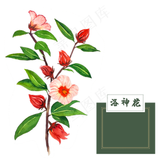 花类中草药水彩洛神花