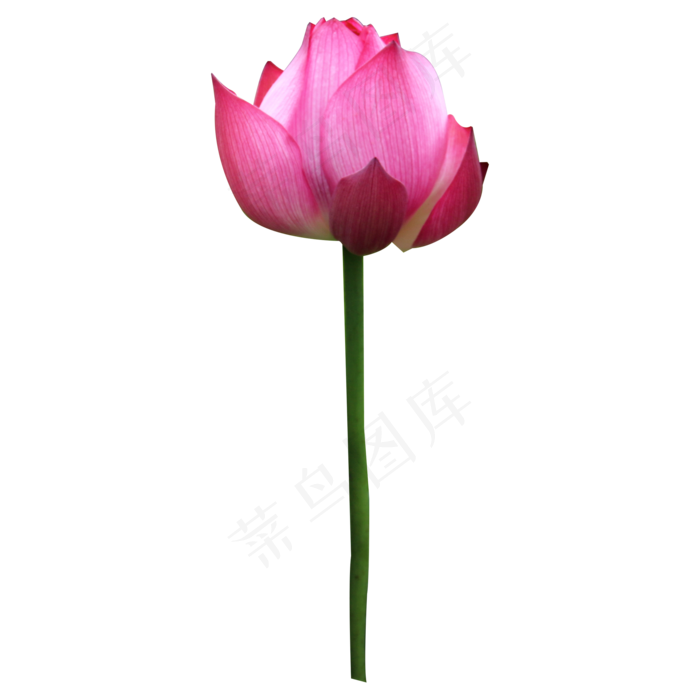 亭亭玉立的荷花