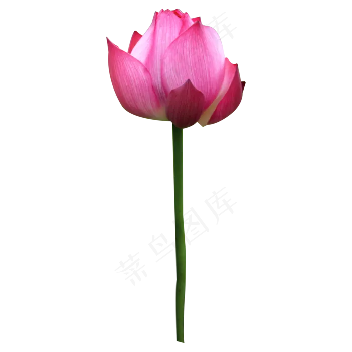 亭亭玉立的荷花(2000X2000(DPI:300))psd模版下载