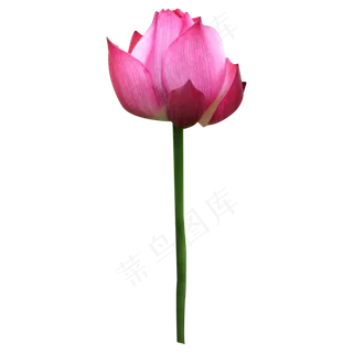 亭亭玉立的荷花