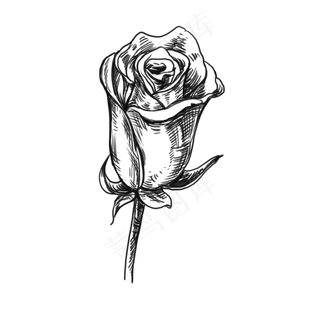 含苞待放玫瑰花黑白手绘