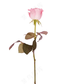 一枝漂亮玫瑰