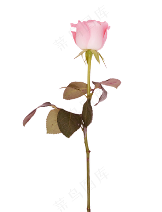 一枝漂亮玫瑰