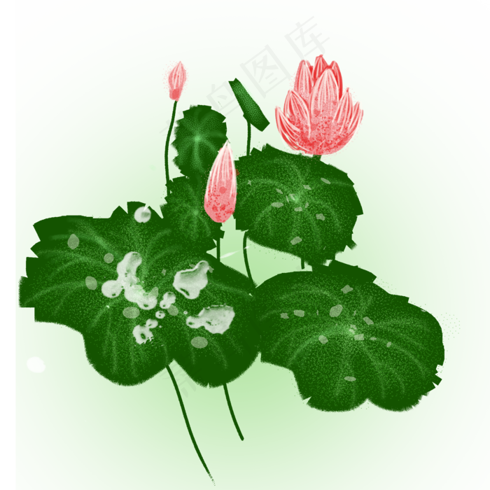 荷花荷叶莲蓬装饰(2000X2000(DPI:300))psd模版下载