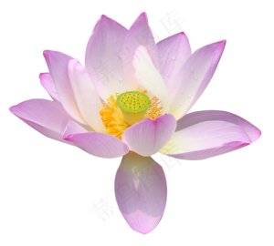 粉色荷花