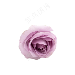紫玫瑰植物花朵鲜切花摄影实物