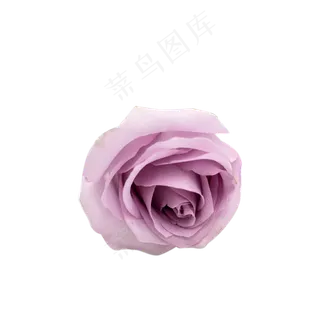紫玫瑰植物花朵鲜切花摄影实物