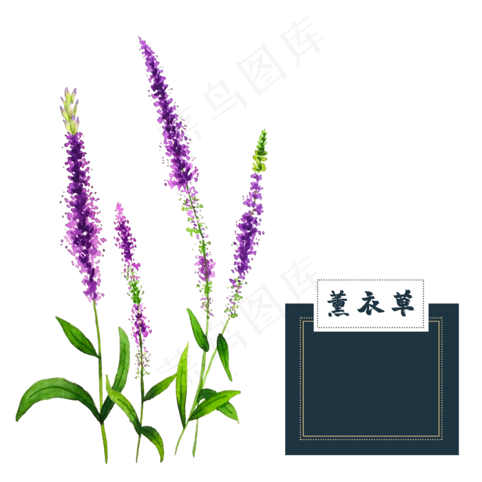 花类中草药薰衣草水彩(2500X2500(DPI:300))psd模版下载