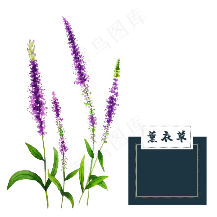 花类中草药薰衣草水彩(2500X2500(DPI:300))psd模版下载