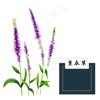 花类中草药薰衣草水彩