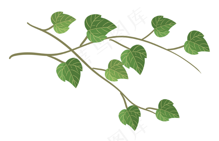 绿色树叶常春藤植物