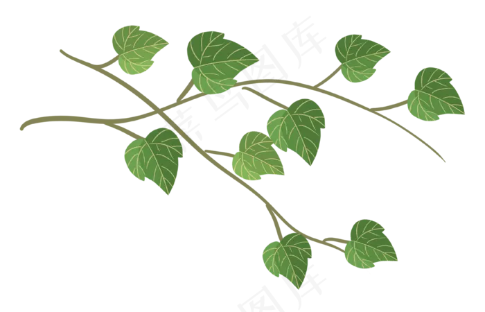 绿色树叶常春藤植物(3674X2362(DPI:300))psd模版下载