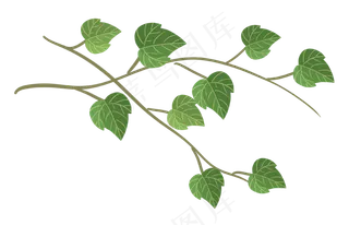 绿色树叶常春藤植物