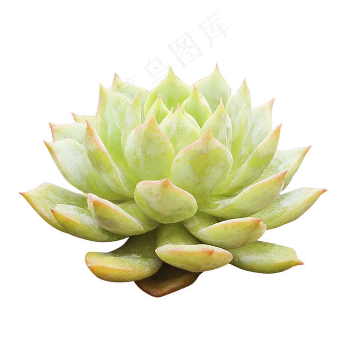 静月多肉植物,免抠元素