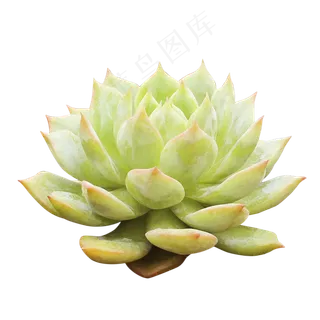 静月多肉植物,免抠元素