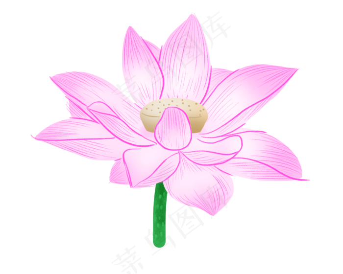 粉色荷花花枝插画