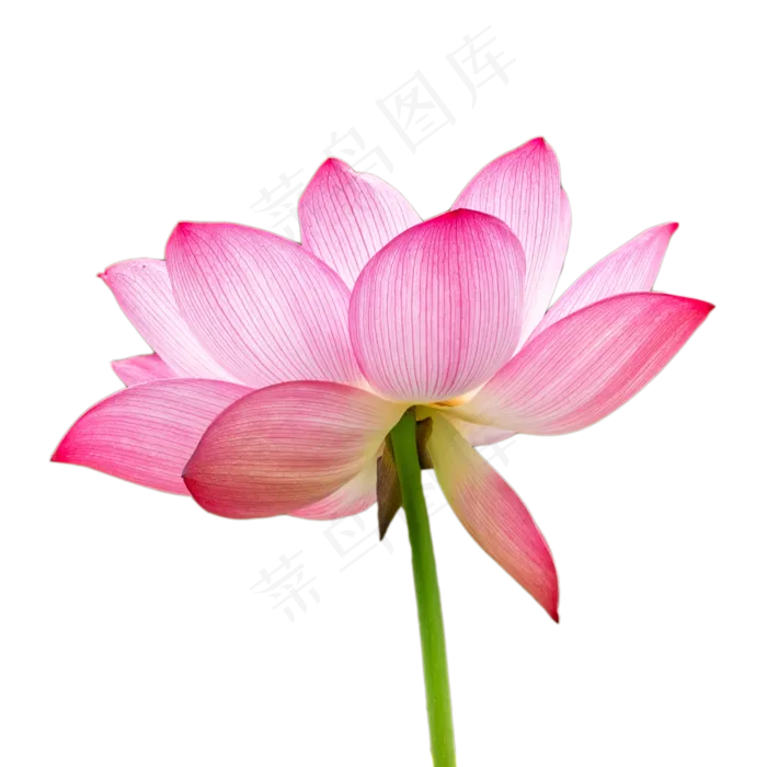 大型荷花(2048X2048(DPI:300))