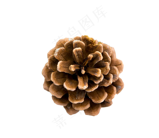 天然圣诞节大松果,免抠元素