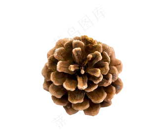天然圣诞节大松果,免抠元素