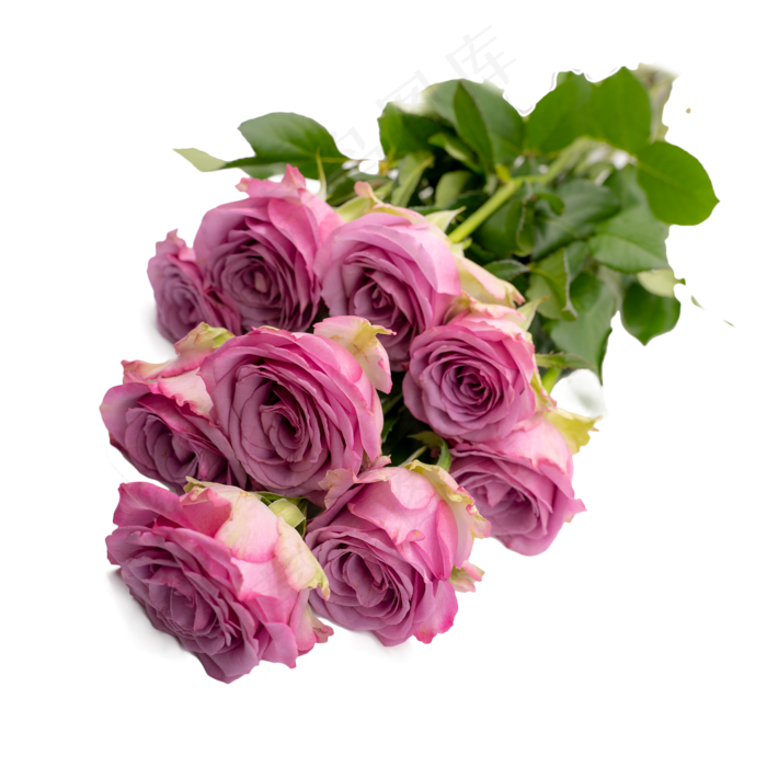 一把紫色玫瑰花一束花