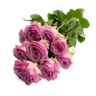 一把紫色玫瑰花一束花 一把紫色玫瑰花一束花