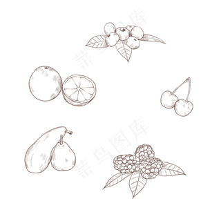 手绘水果线稿