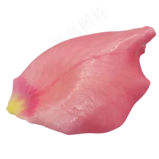鲜花玫瑰花瓣