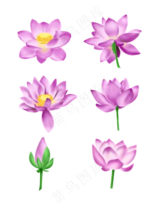 夏季节气荷花荷叶