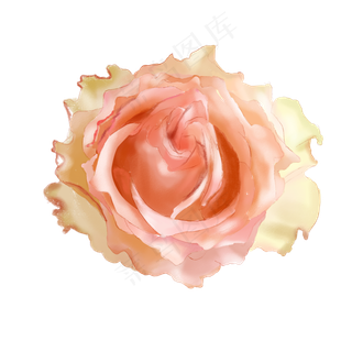 粉色手绘风清新玫瑰花