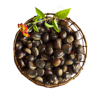 秋天的栗子,免抠元素