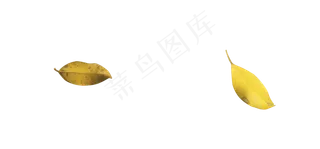 秋天黄色落叶洒落在地