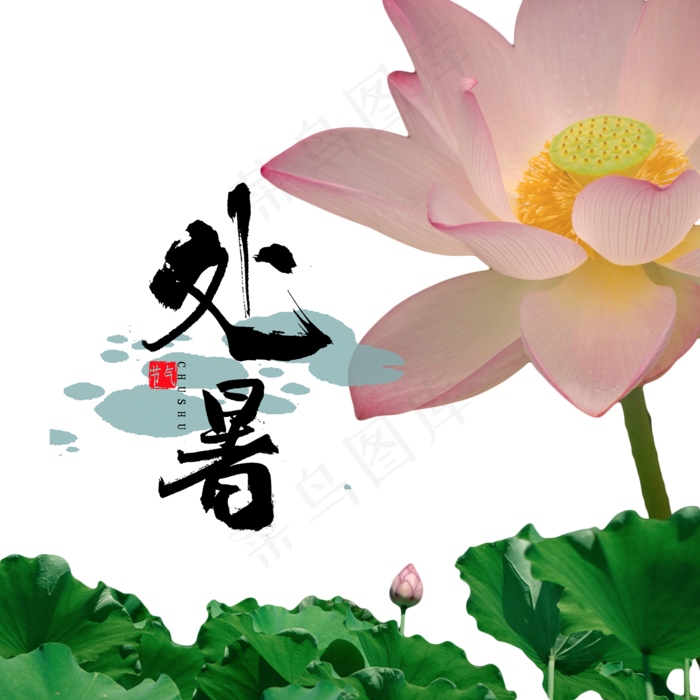 处暑荷花荷叶节气(2000X2000(DPI:300))psd模版下载