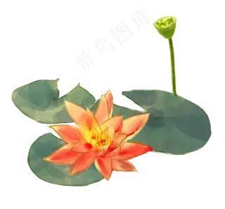 水墨画荷花睡莲