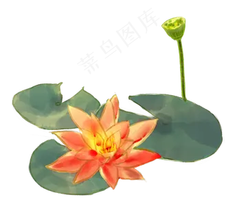 水墨画荷花睡莲 水墨画荷花睡莲