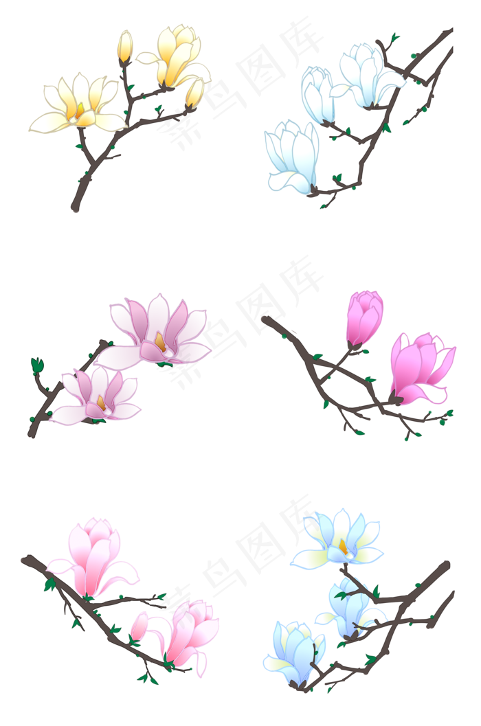 玉兰花花卉合集PNG素材,免抠元素