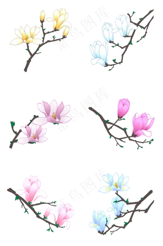 玉兰花花卉合集PNG素材,免抠元素