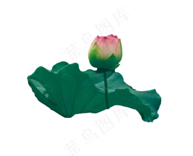 荷花荷叶 荷花荷叶