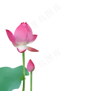 清新荷花夏季植物元素免费下载