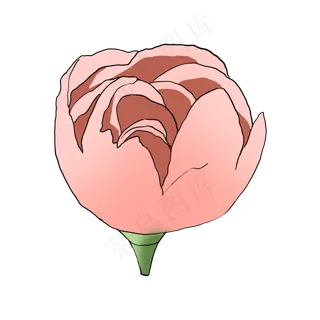 粉色的康乃馨漂亮美丽写实