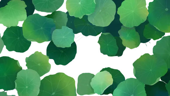 24节气立夏荷叶