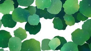 24节气立夏荷叶