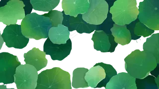 24节气立夏荷叶