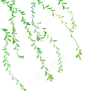 春天柳树枝发新芽清明节上行