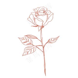 手绘玫瑰