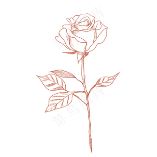 手绘玫瑰