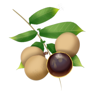 手绘四个桂圆插图装饰